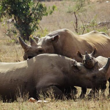 Ranger Boot Dispatch: An East African Expedition