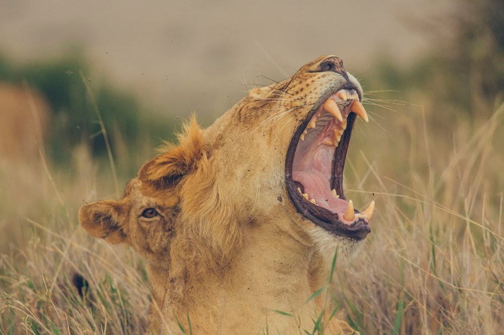 Lion roaring in the grasslands of Lewa