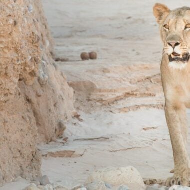 From Vultures to Wild Dogs: Inside the EWT