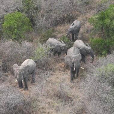 Conservation at its peak